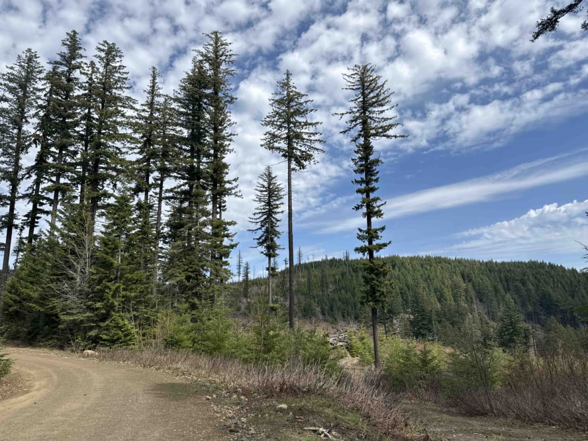 Buck Creek N-1000 to Little Baldy Peak photo 6