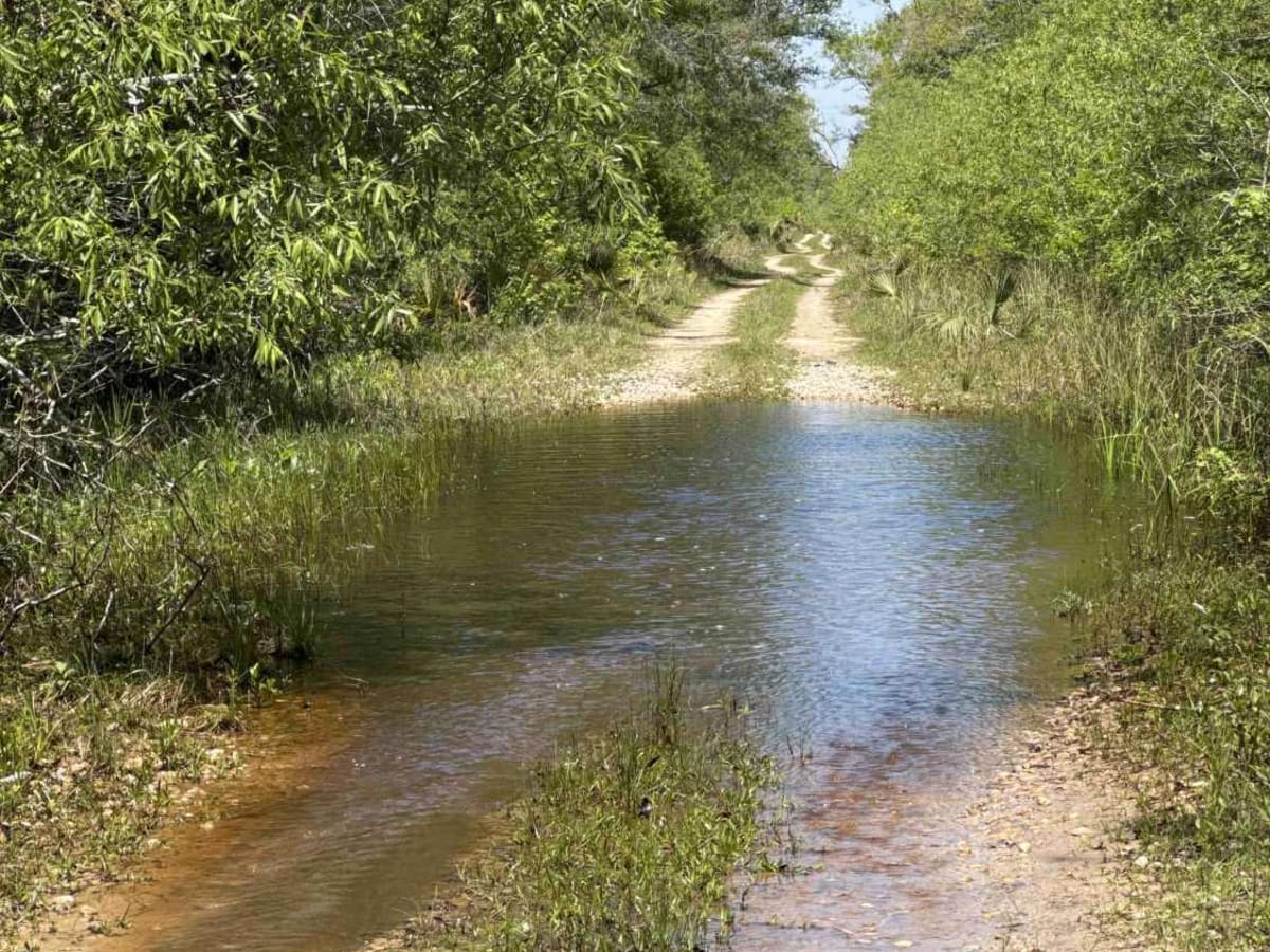 Firebreak 14 - Aucilla WMA photo 2