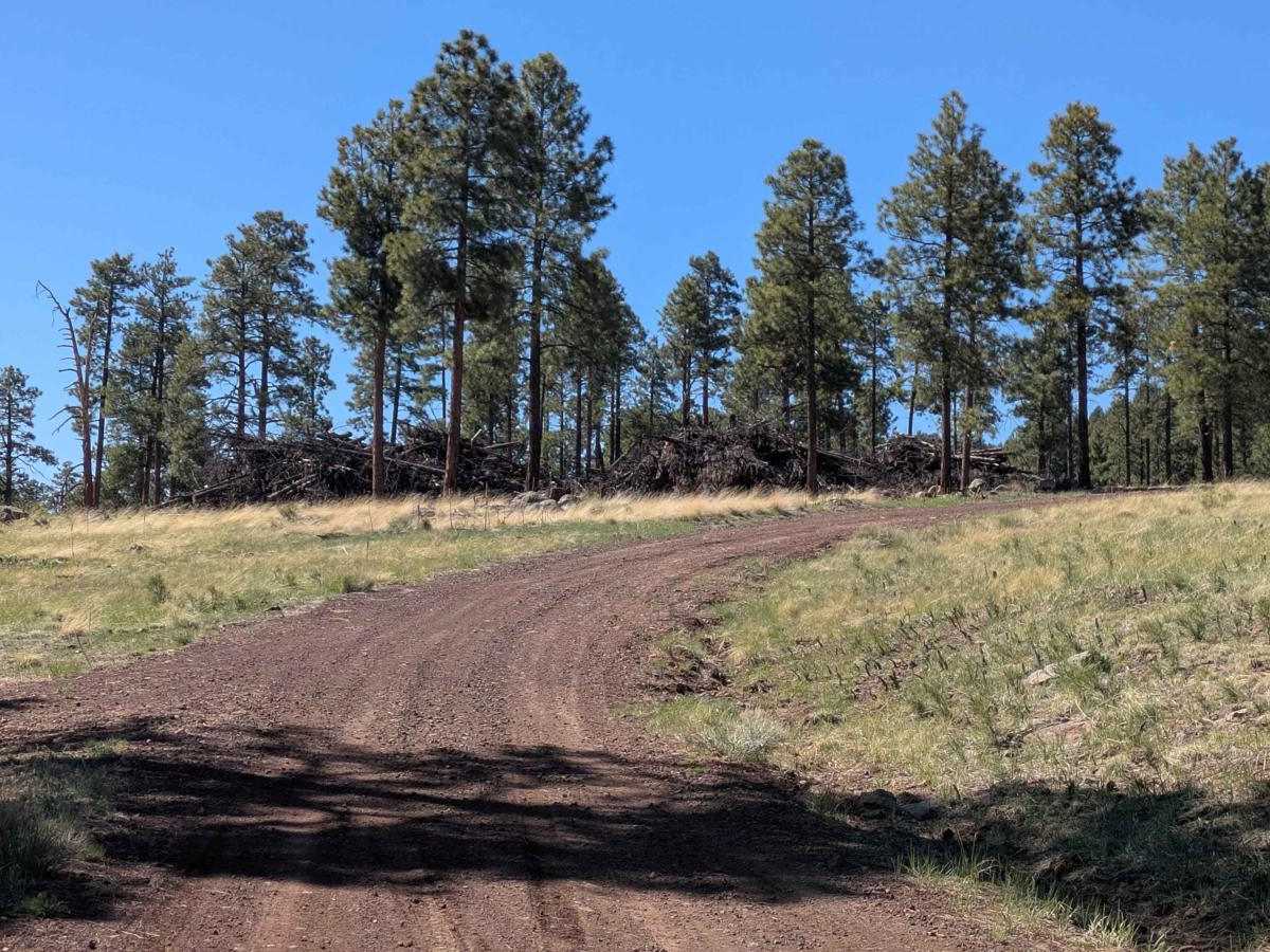 A1 Mountain Road Loop - FS 918B photo 6