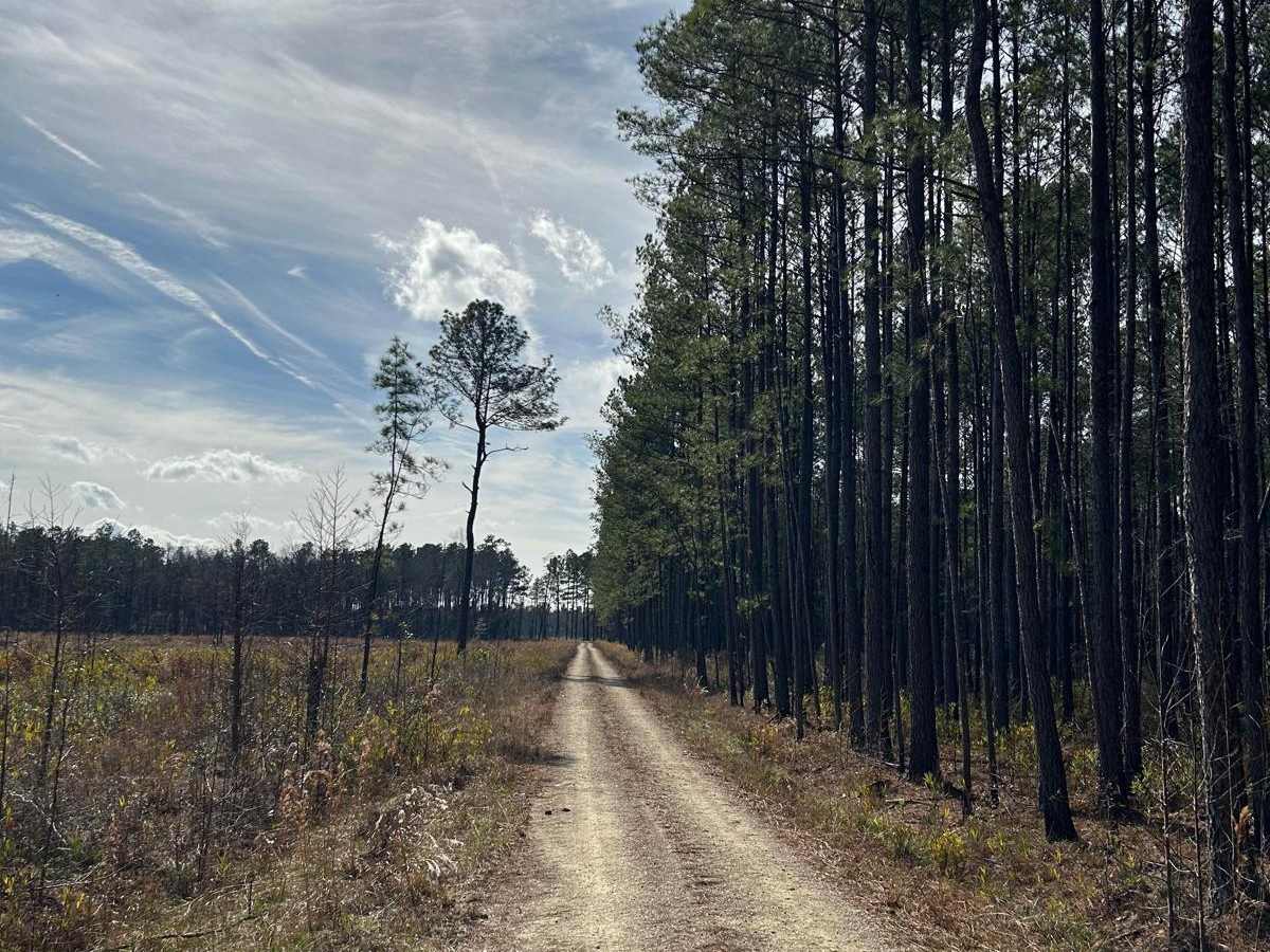 Horse Island Road - FSR162 photo 6