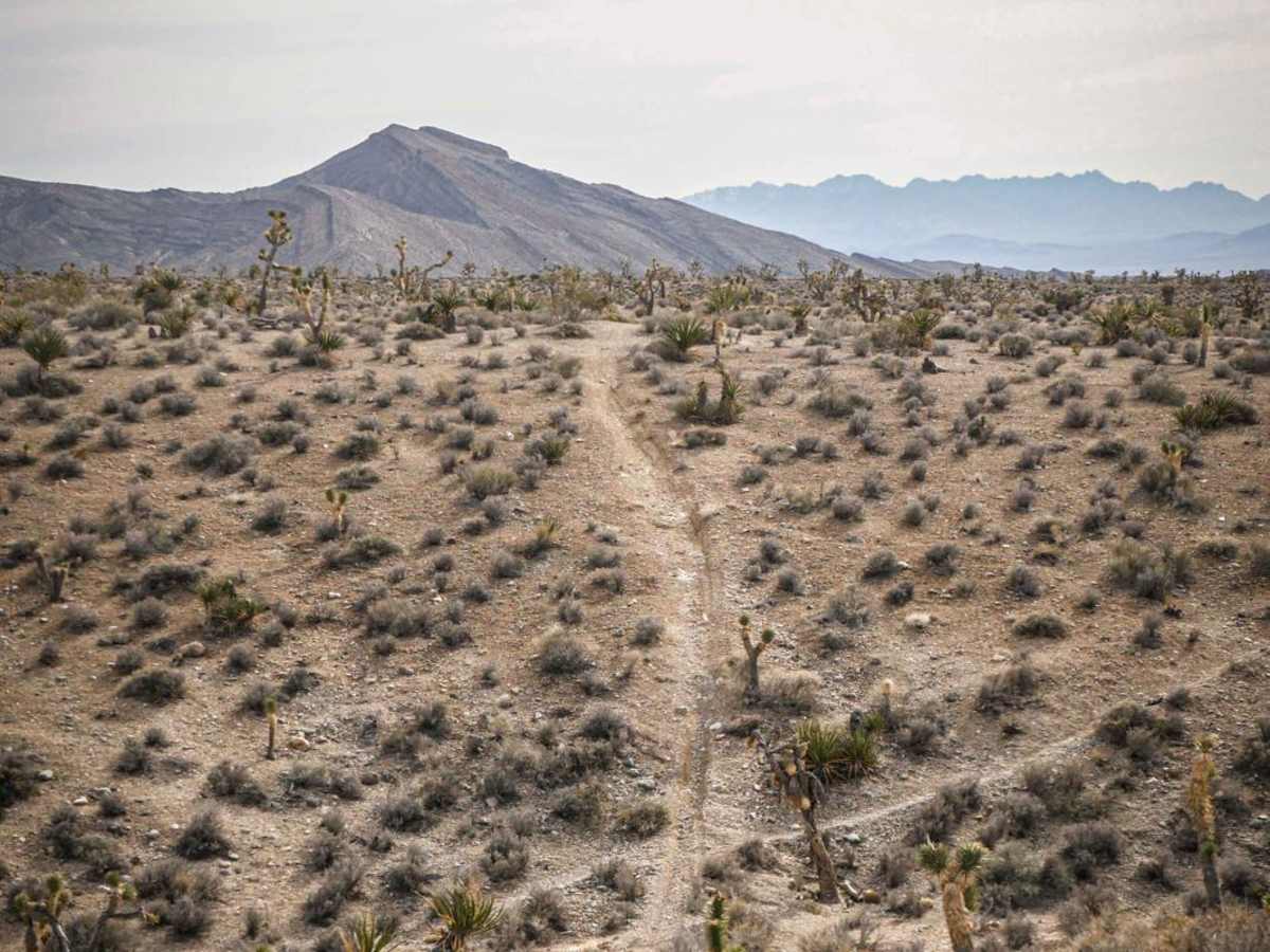 Joshua Tree Trail trail photo