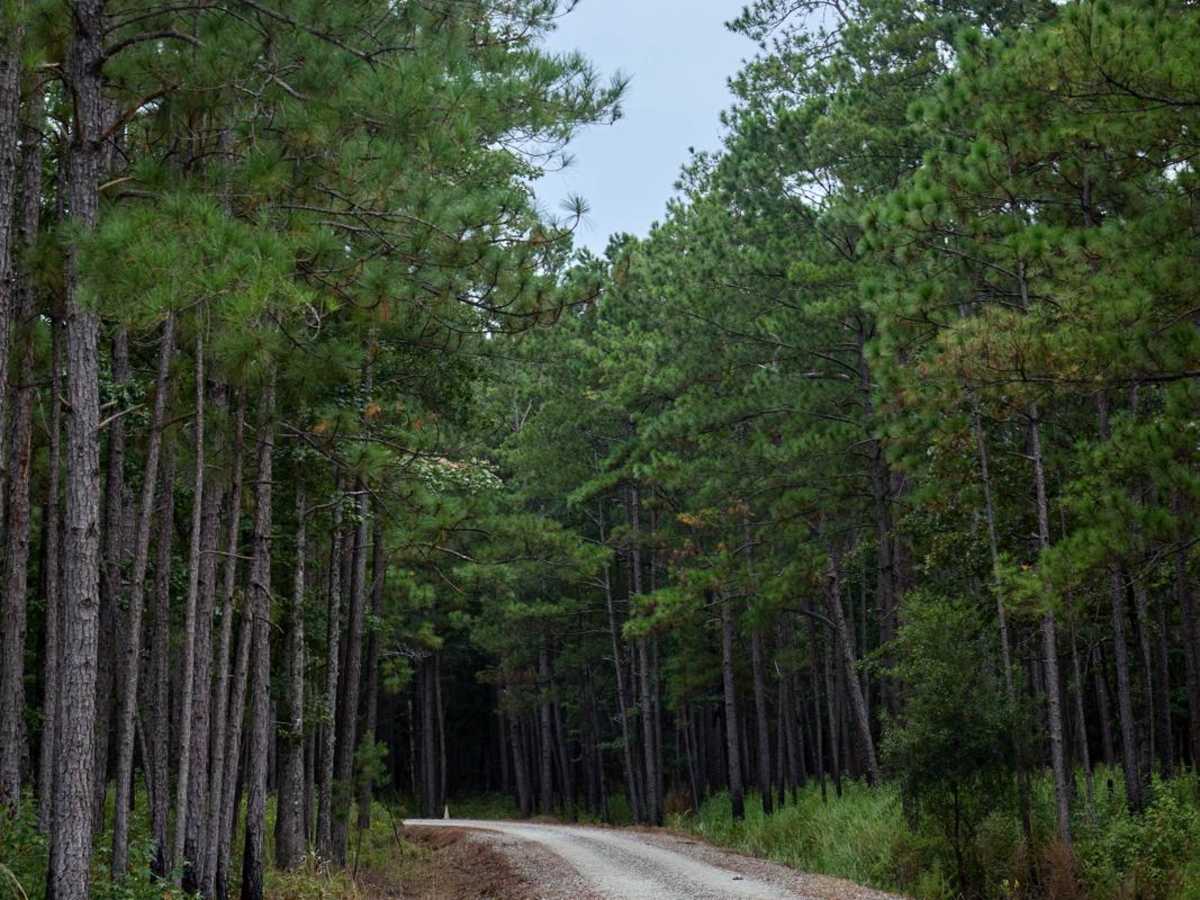 Bonneau Ferry WMA - Perimeter Loop - Alternative photo 4