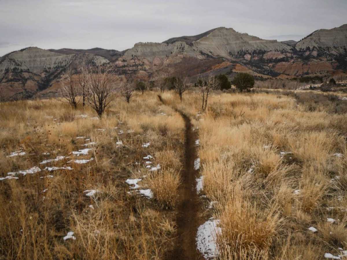 Cicada trail photo
