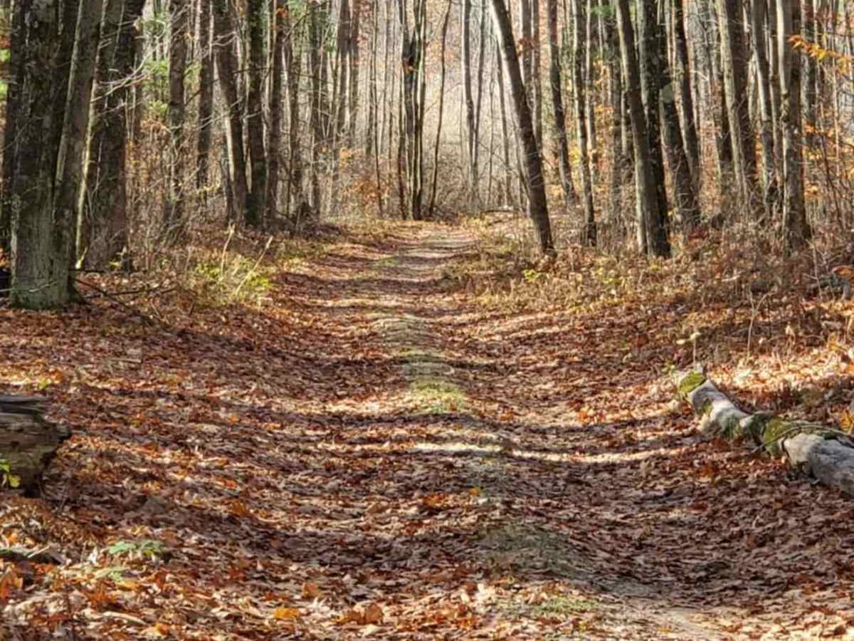 Trail 7322 photo 4