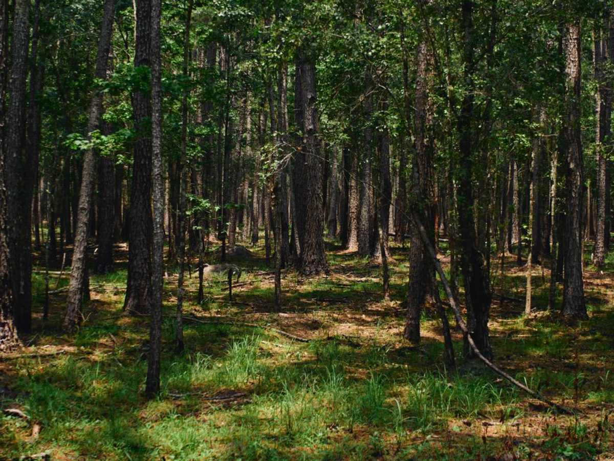 Hell Hole Bay Wilderness - FSR 158 photo 3