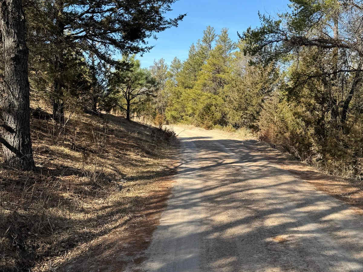 Forest Road 203A - Circle Trail photo 6