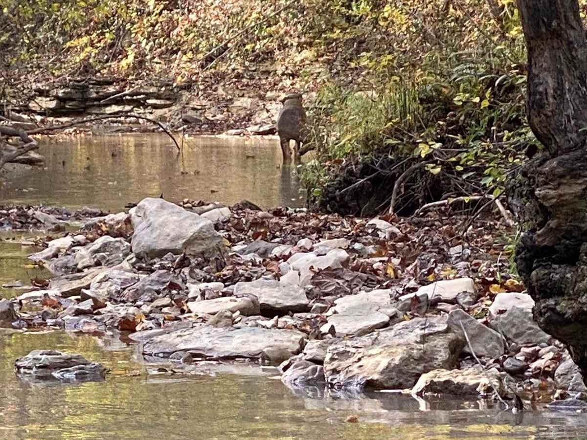 Mud Holler photo 5