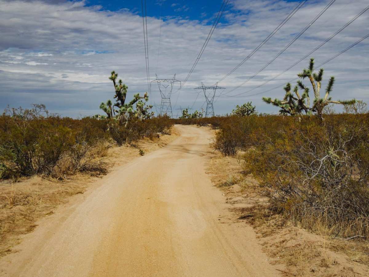 Electric Alien Trees photo 4