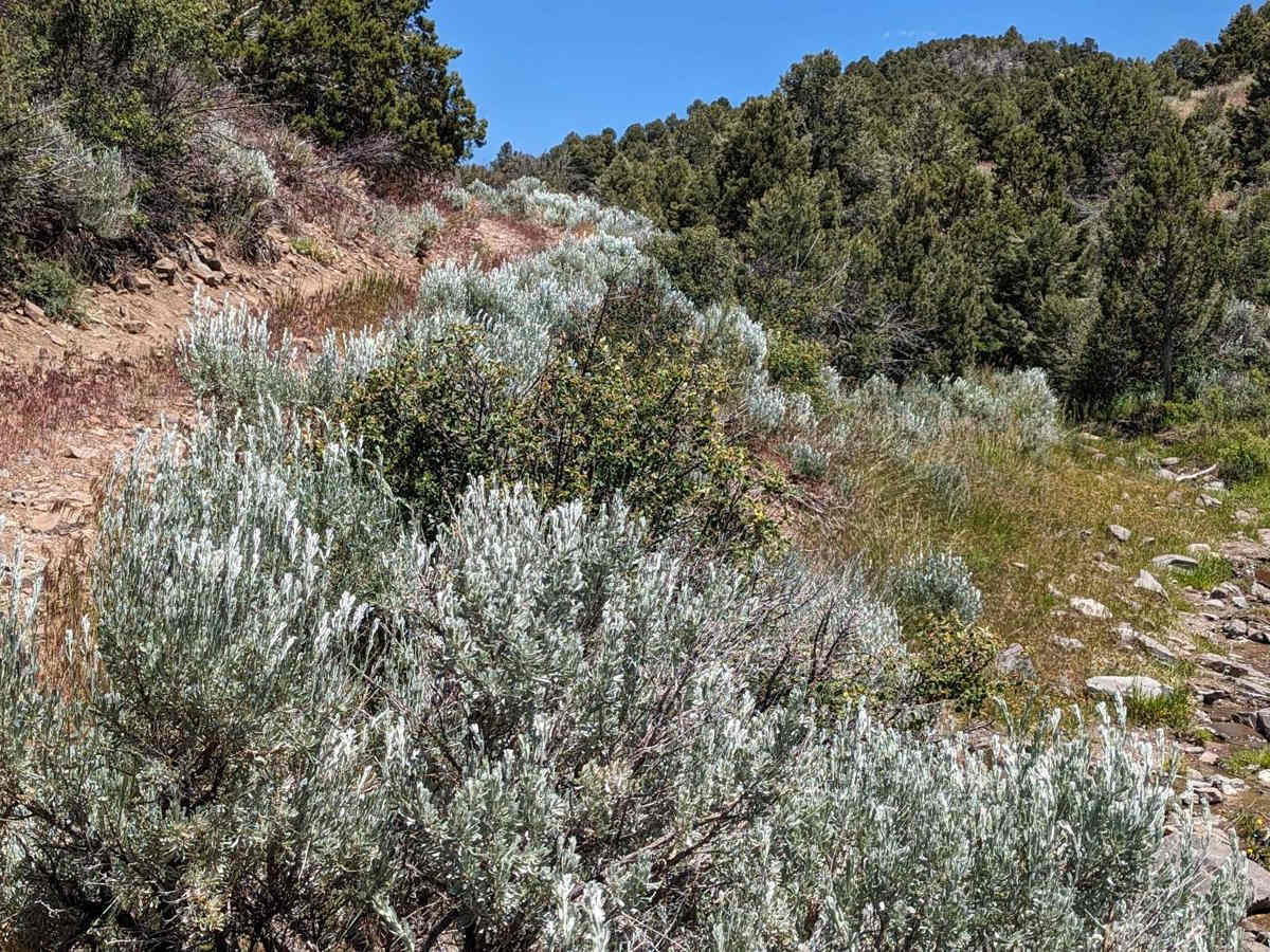 Hacketts Ranch Road photo 3