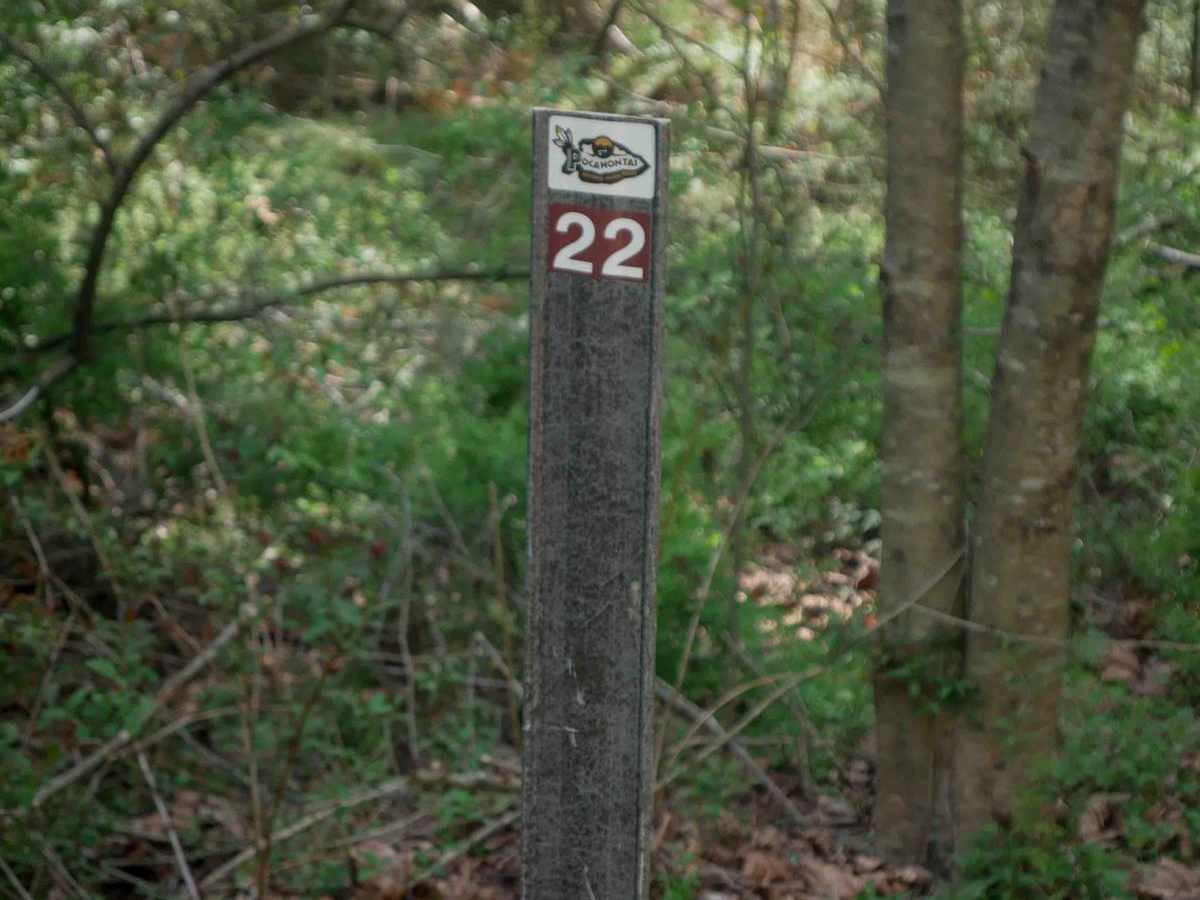 P22 photo 3