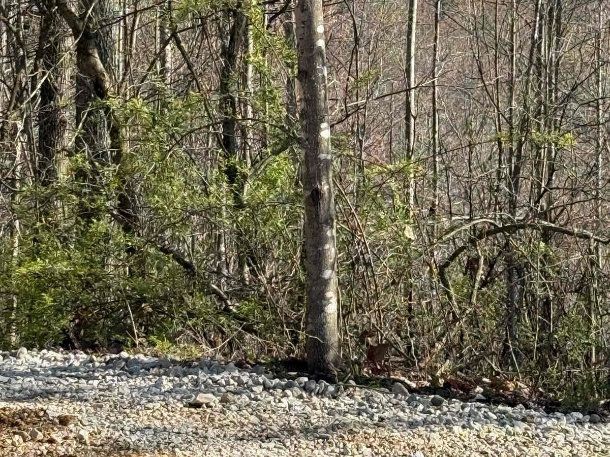 Trail 4A photo 3