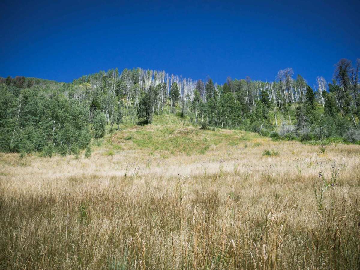 Bear Creek Trail photo 5