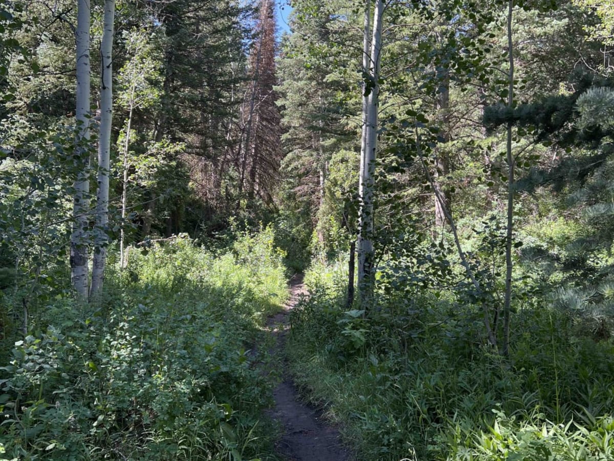 Salamander Flat (2150) photo 2