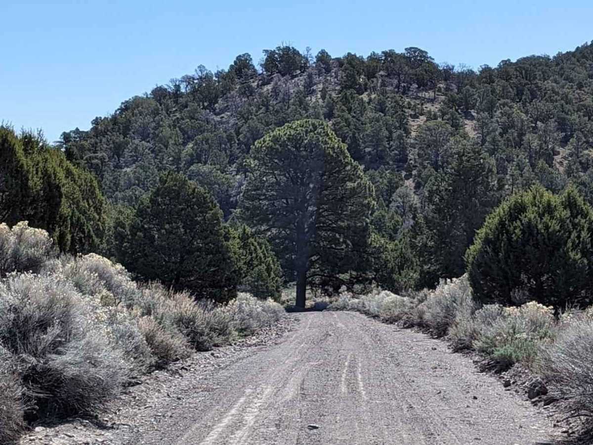 Willow Creek Road East photo 5