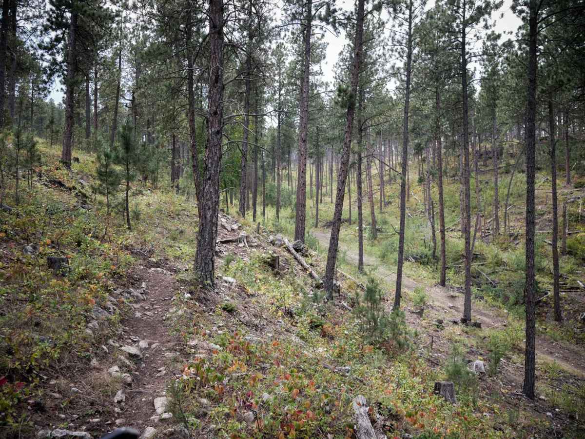 Loamy Loop Lollipop Stem photo 3