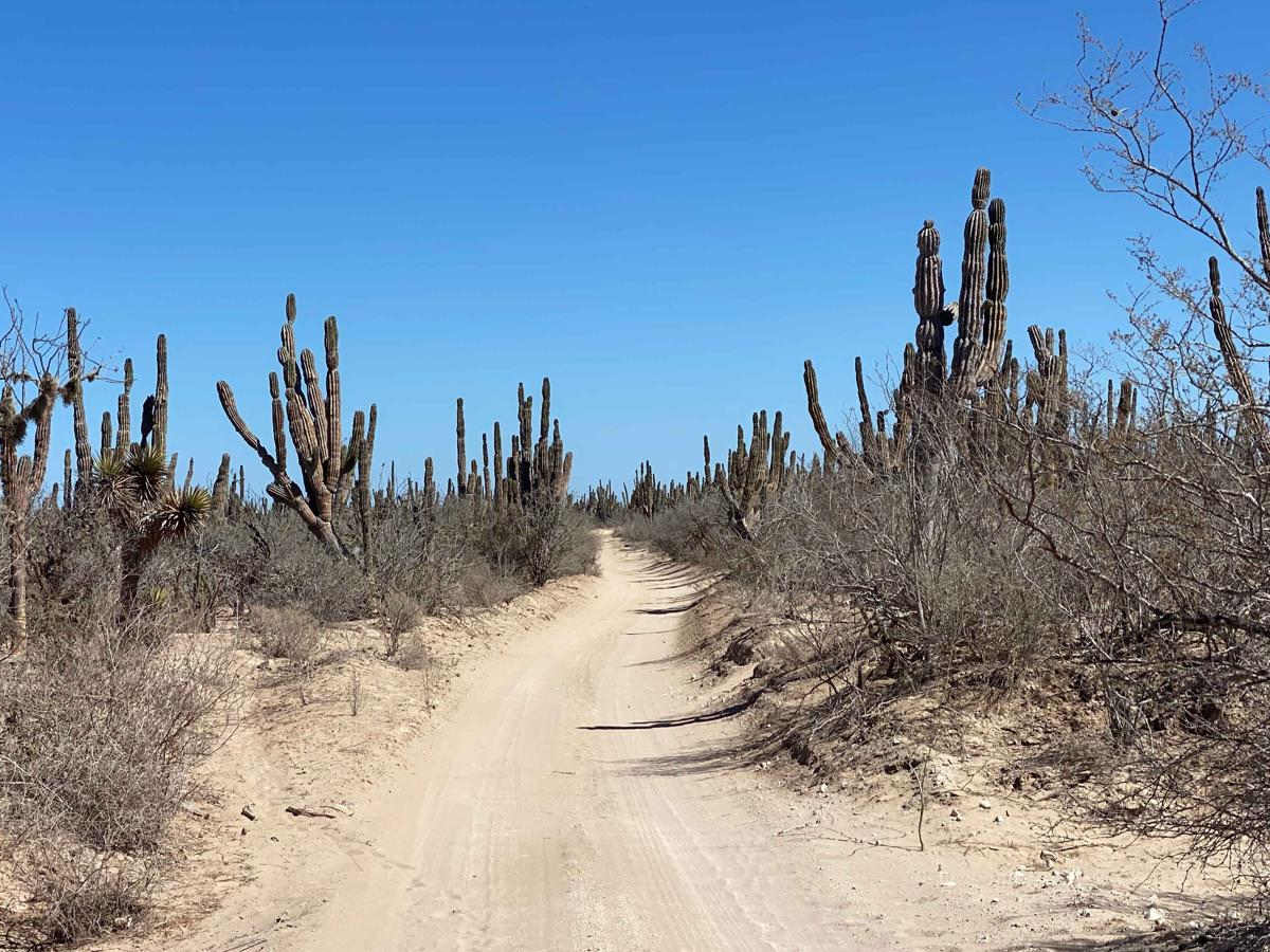 South of Reforma Agraria photo 4