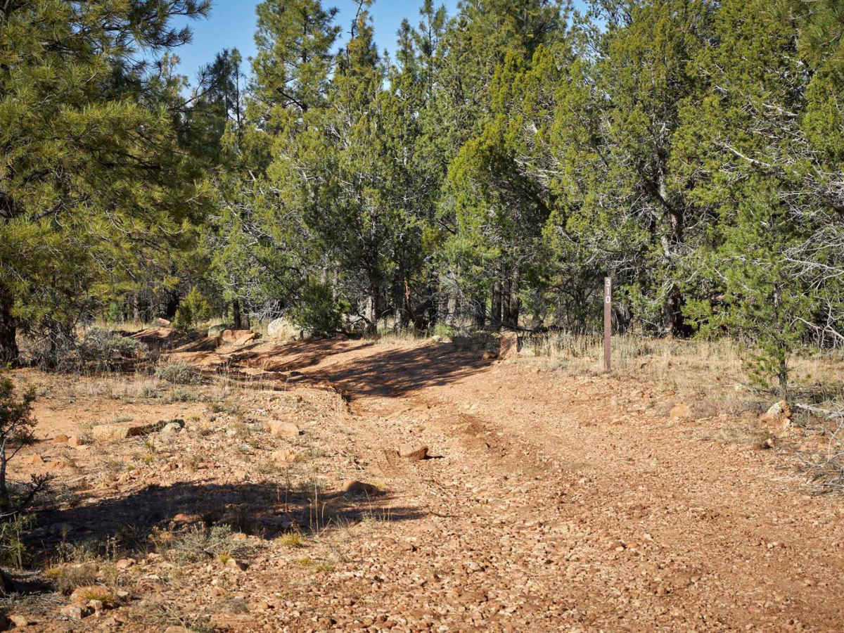 Rim Trail - FSR 310 trail photo