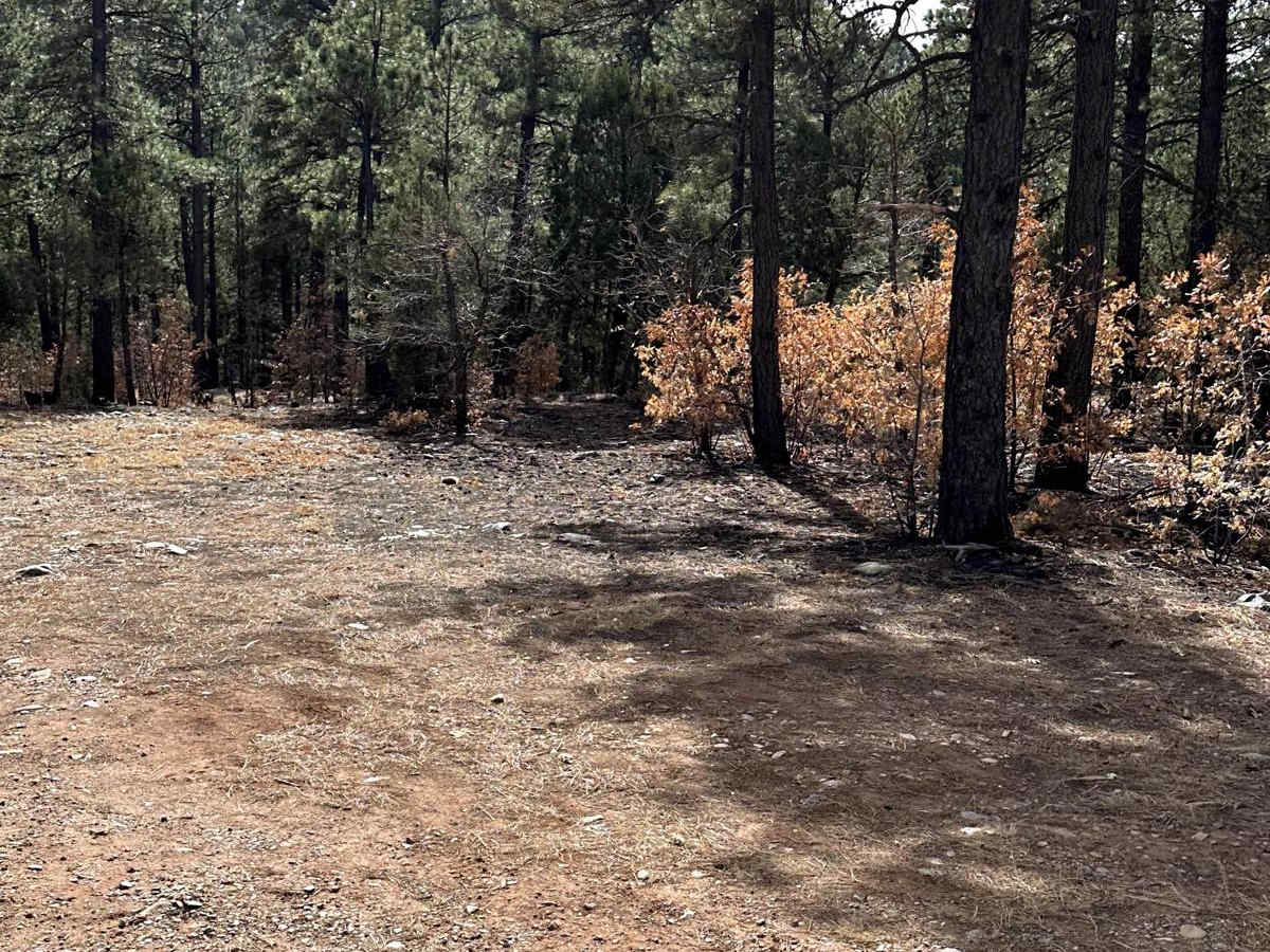 Red Canyon Campground photo 4