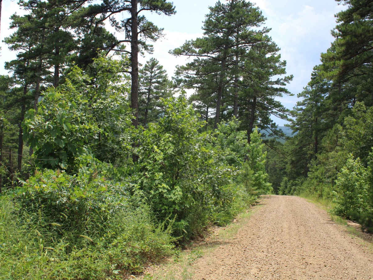 Jack Creek Road photo 6