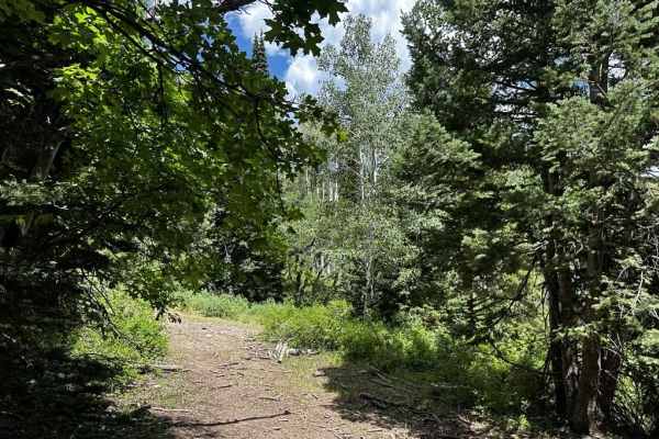 Trail 55255 to 55258