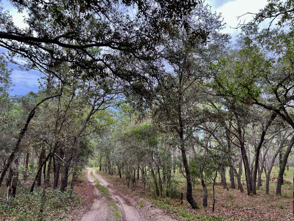 Crooms Wildlife Management | Trail 5 photo 4