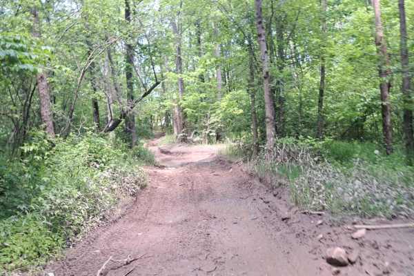 Bear Path 2