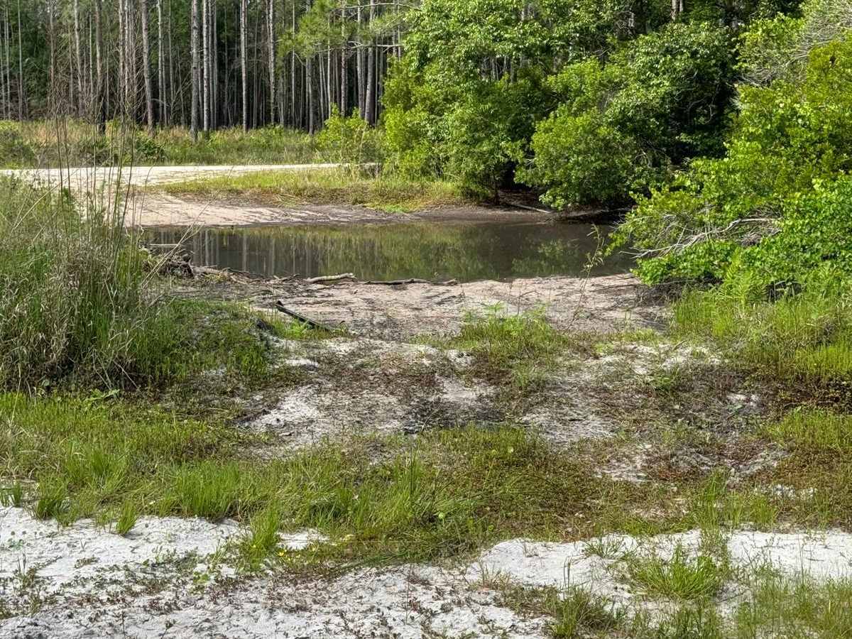 Grove Park WMA West Trail photo 3