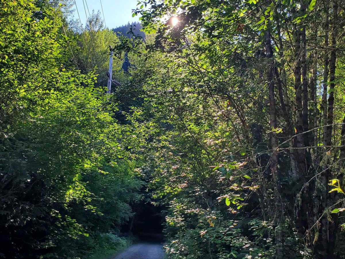 Road to Zigzag Mountain Hiking Trail photo 3