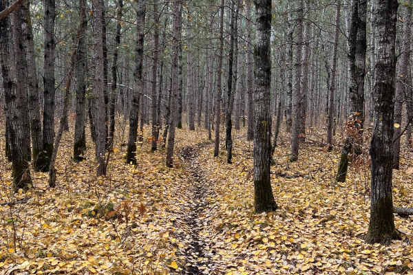 Huntersville Western Single Track Loop
