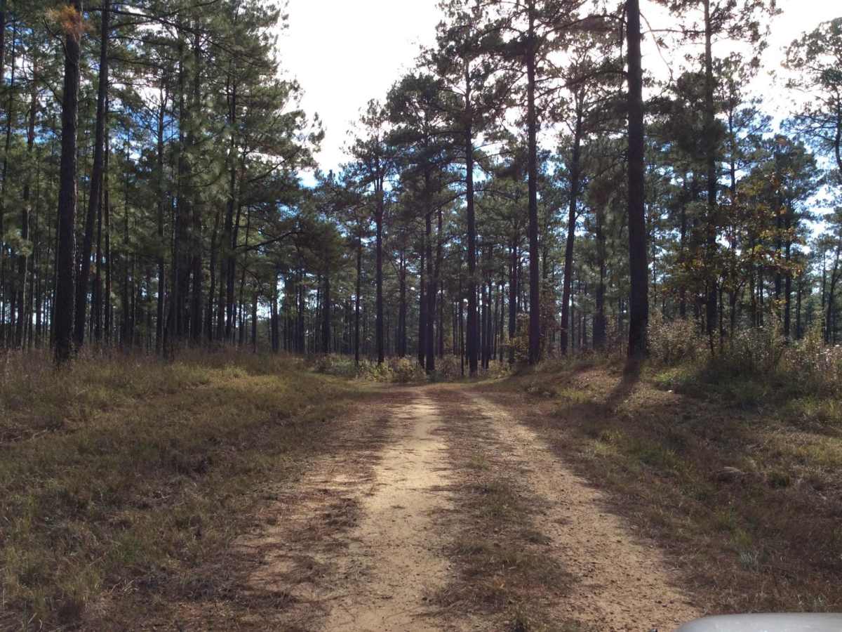HCNF 103B Cheek Trail photo 5