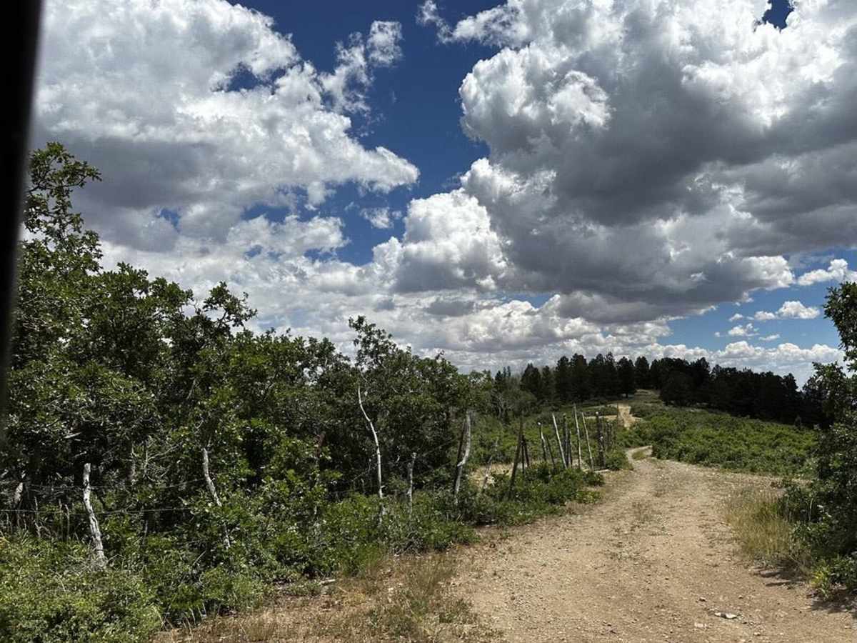 Trail - 55249 photo 4