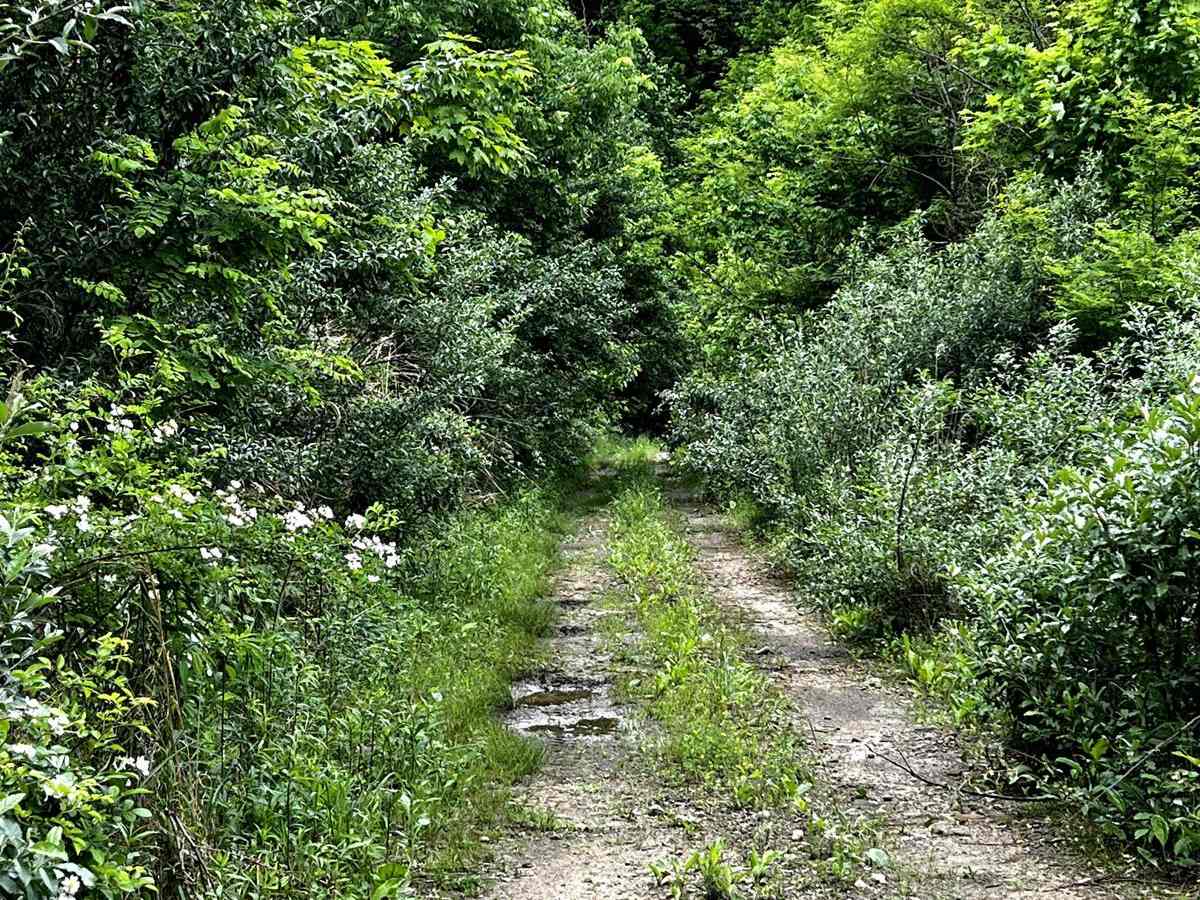 Wild Horse Trail (Lige Hollow) photo 2