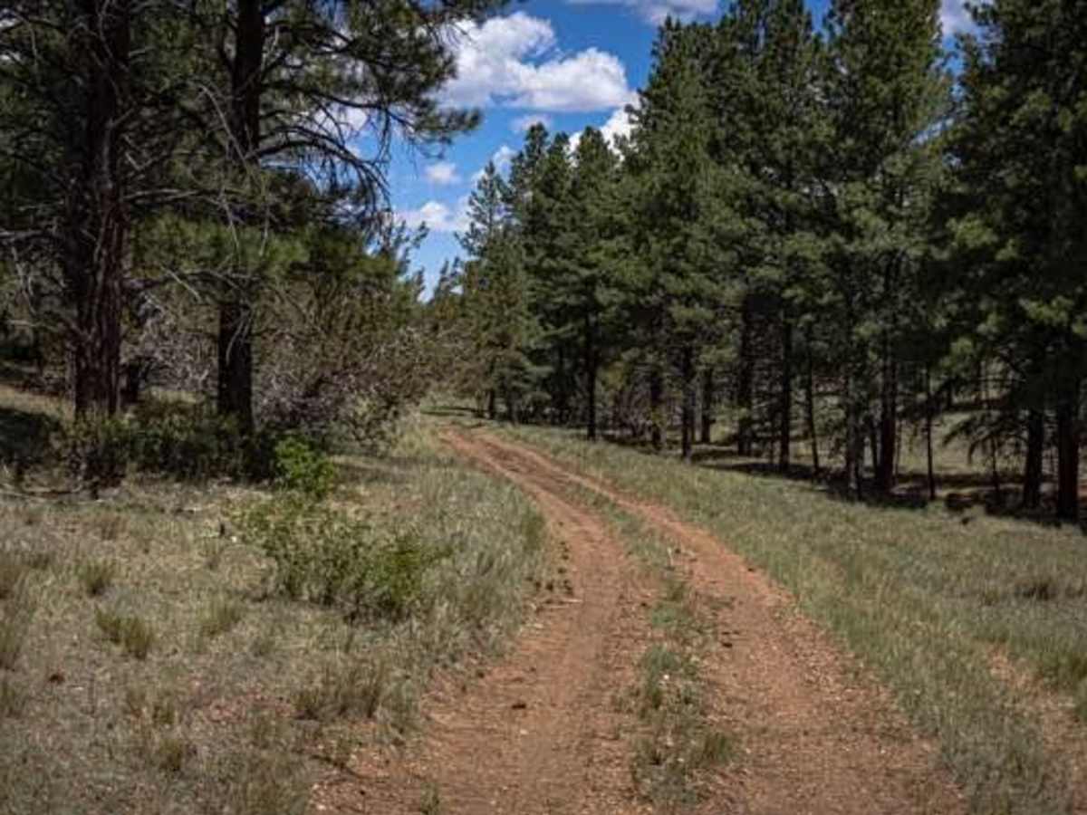 Pine Creek photo 3