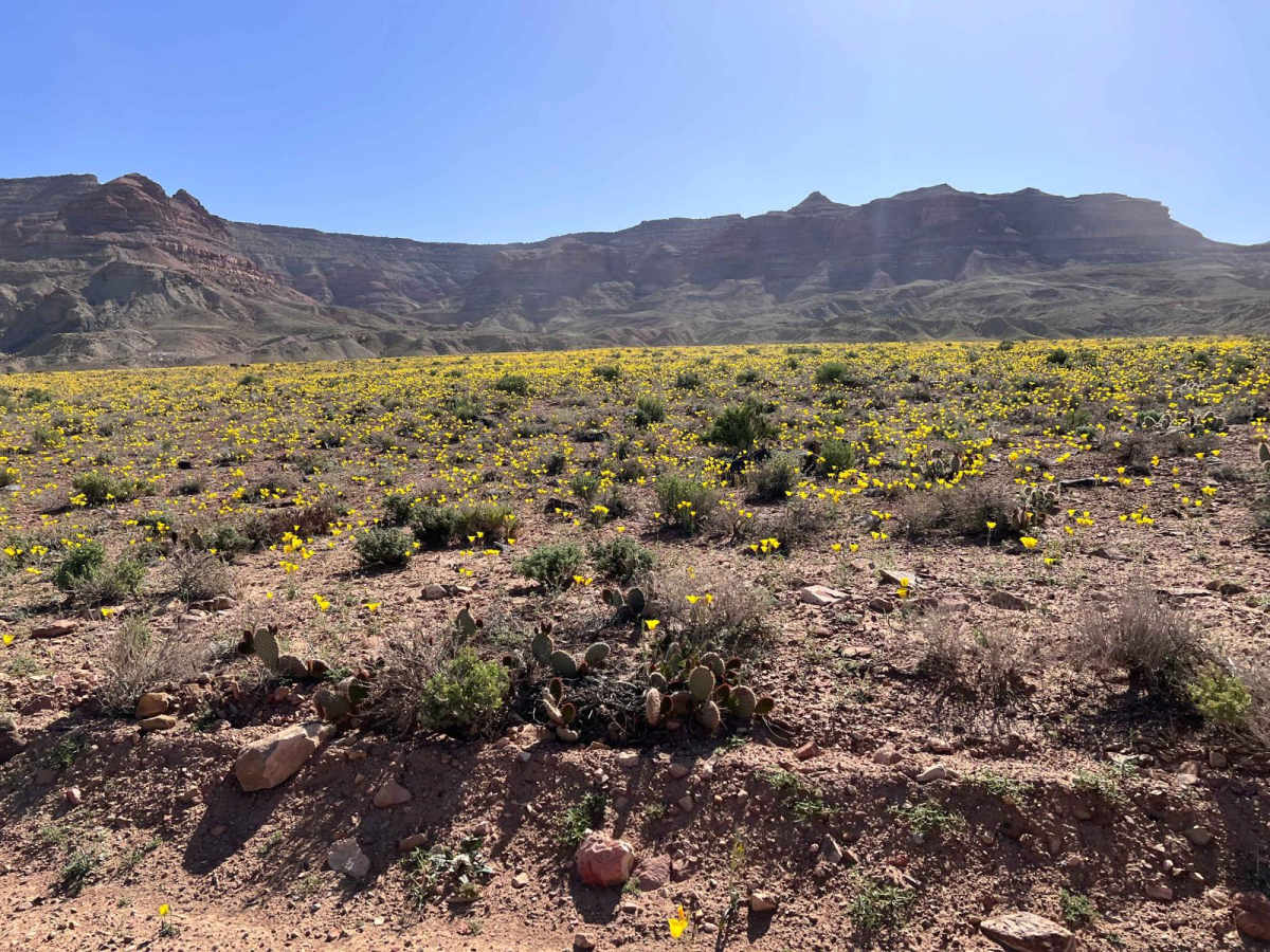 Left Hand Collett Canyon Road (BLM230) photo 4