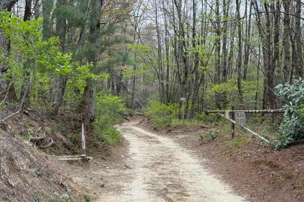 Alfred Woodie Lane