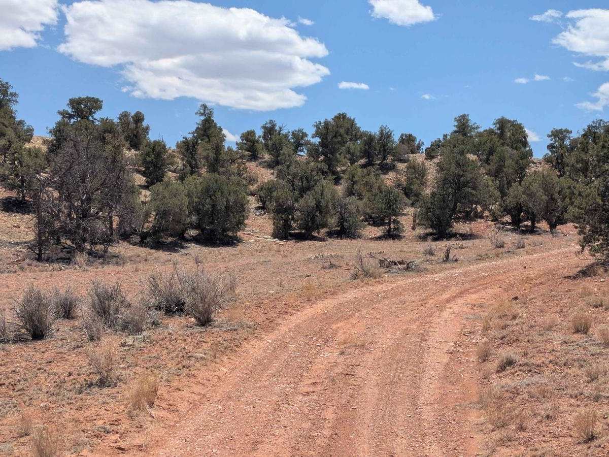 Cedar Ridge Climb trail photo