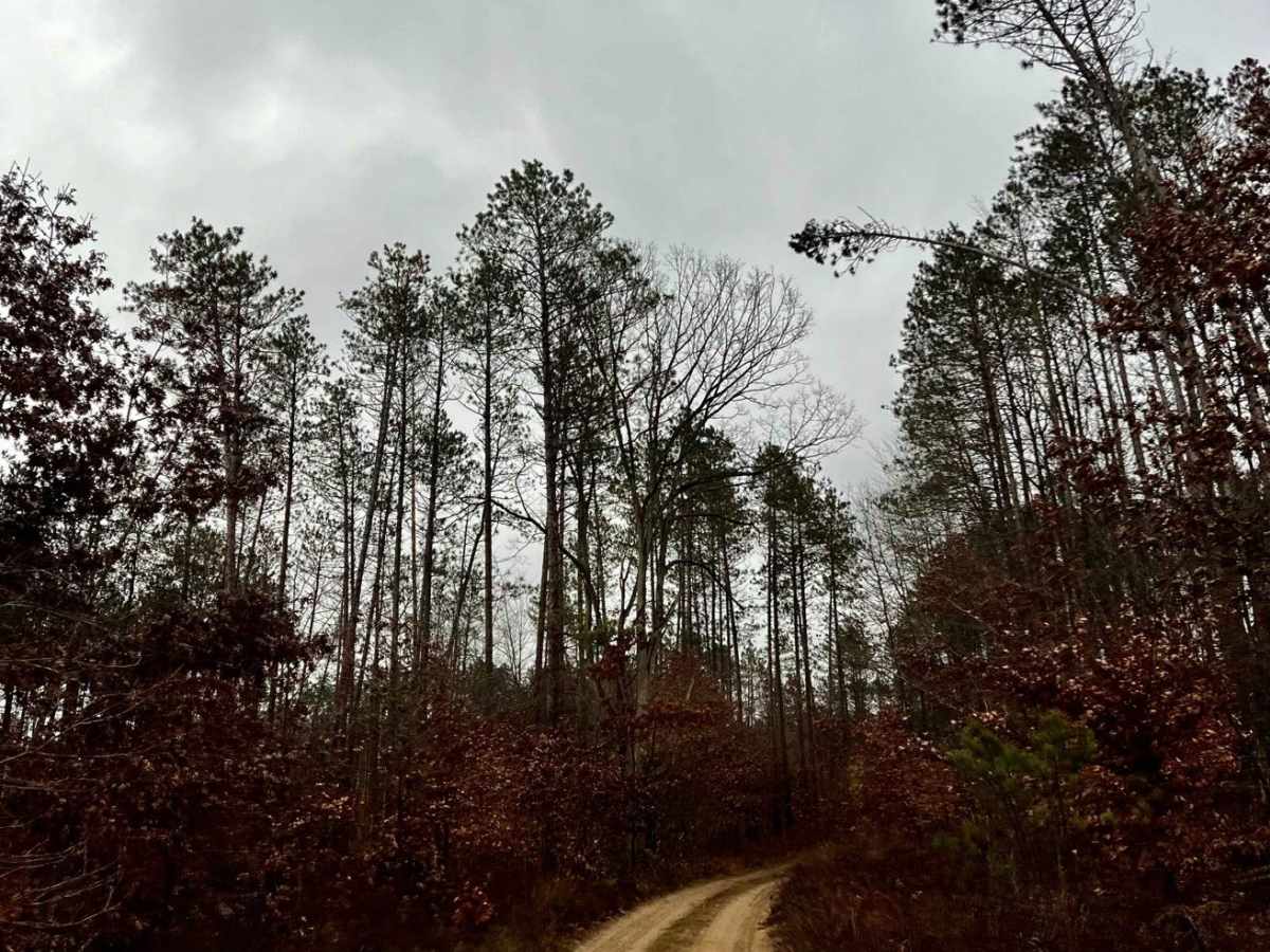 Minnie Lake Trail (NFS 9580) photo 4