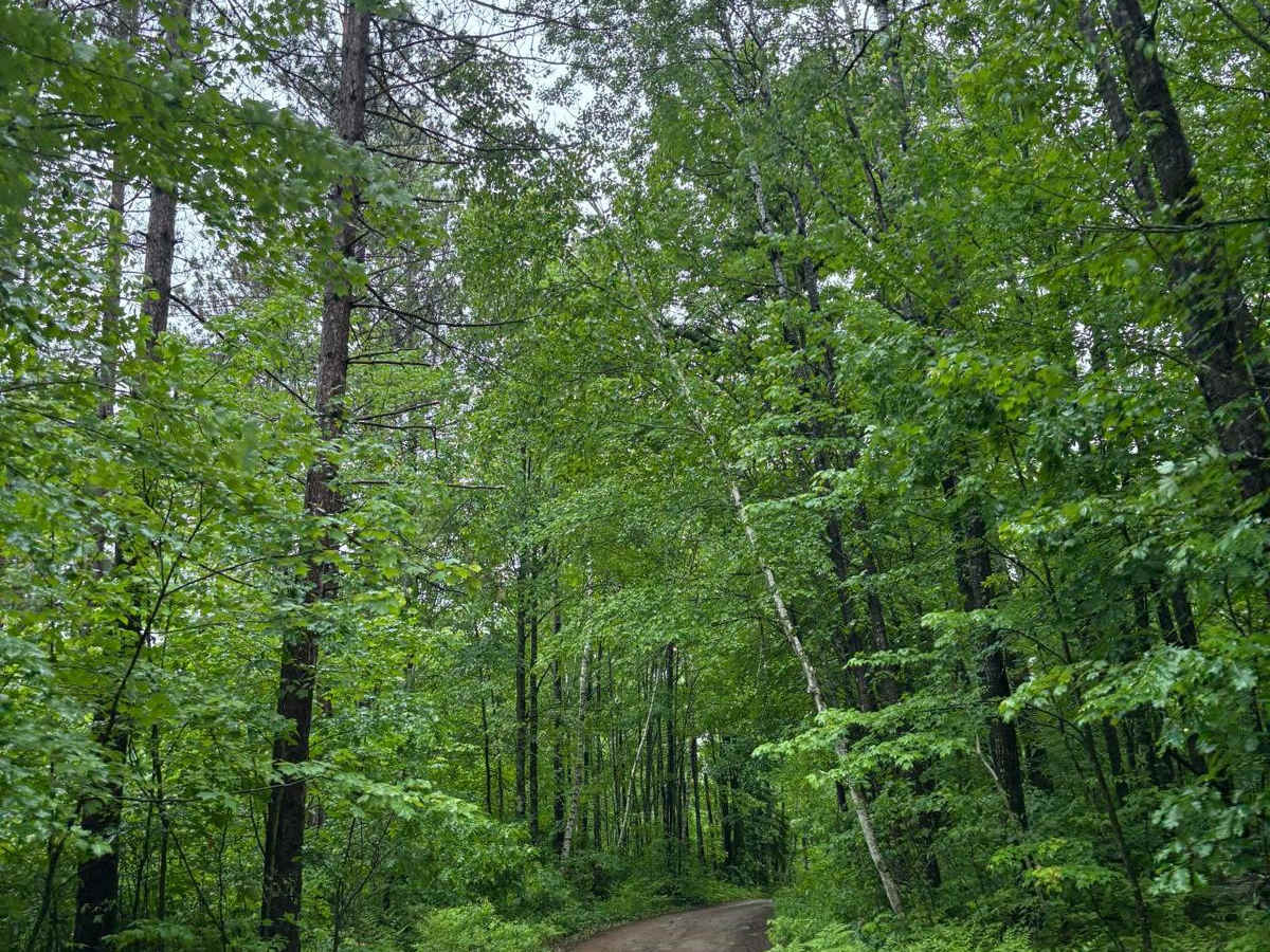 Forest Road 2329 photo 5