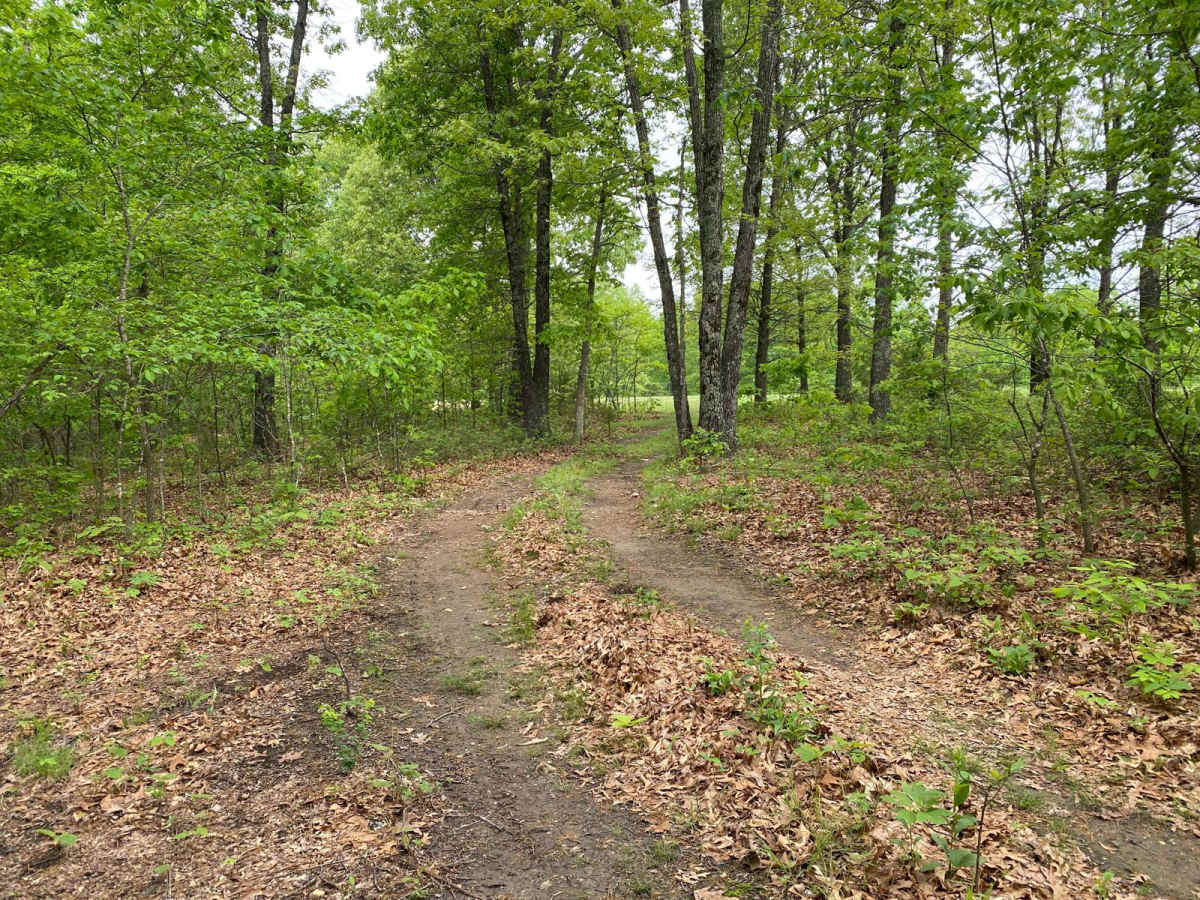 Heeler photo 3