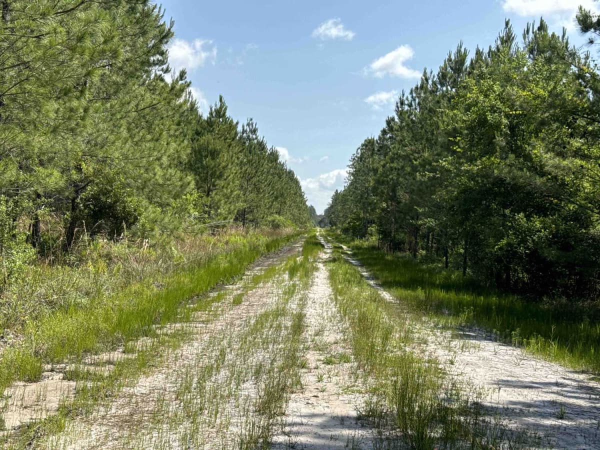 Jeep Trail - Grove Park South WMA photo 3