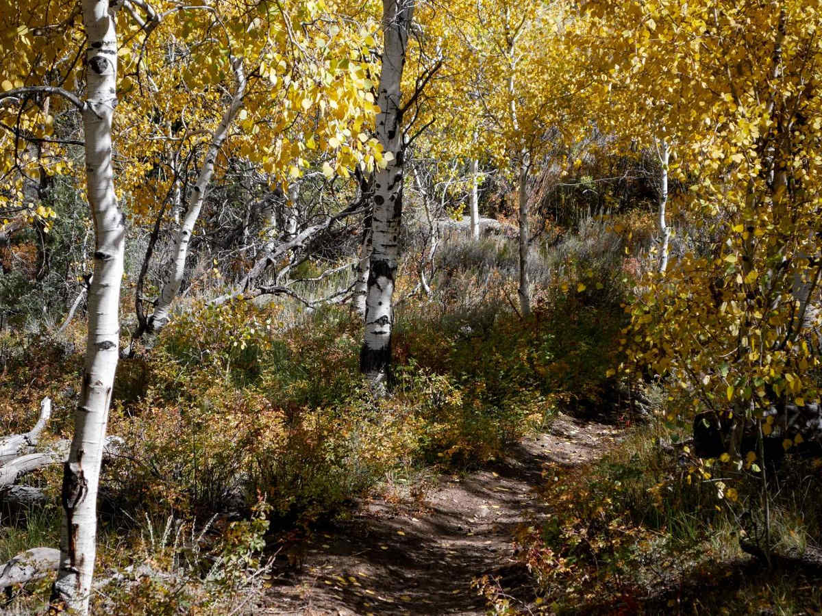 Enchanted Forest photo 2