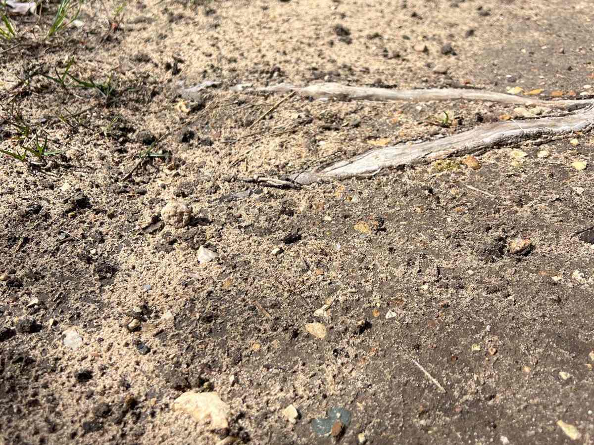 6 Loop Trail photo 3