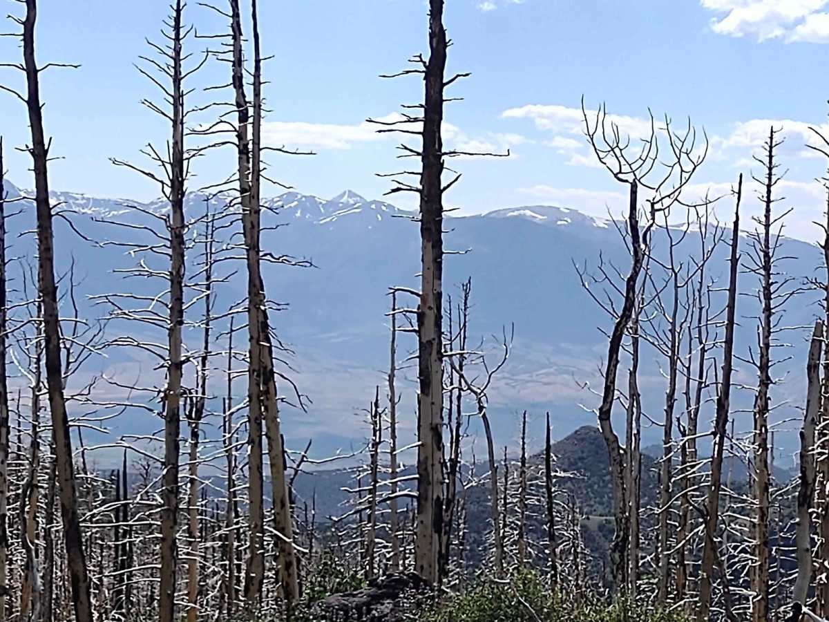Burned Aspen Loop - FS 41230 trail photo