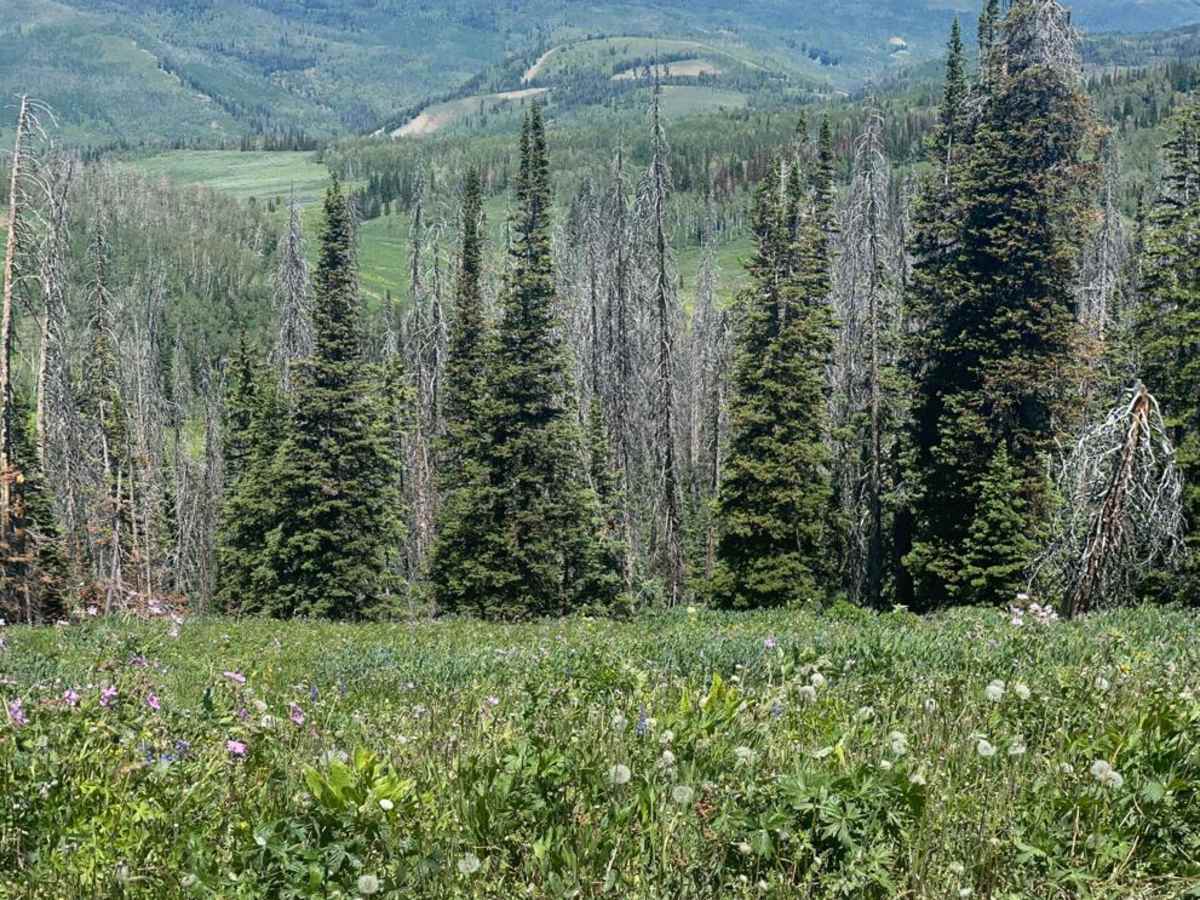 Currant Ridge (FR 70080) photo 3