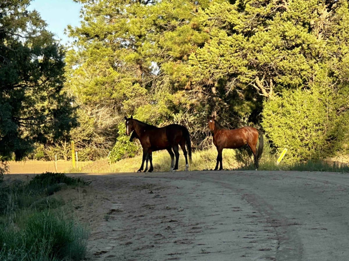 Carracas Mesa/ NFS 218 trail photo