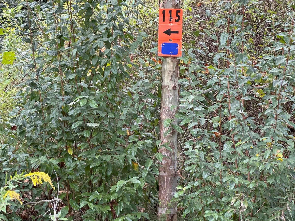 115 trail photo