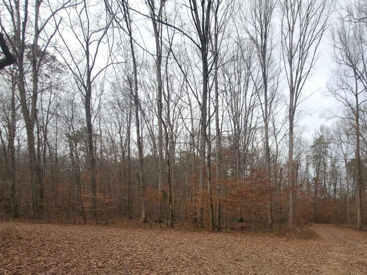 Stover Creek Road - FR 207 photo 3