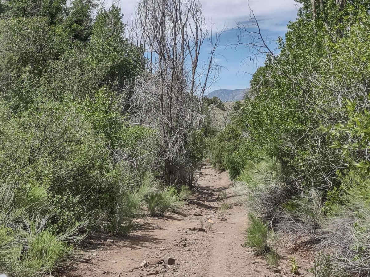 Manning Creek Canyon (FS# 42000) photo 6