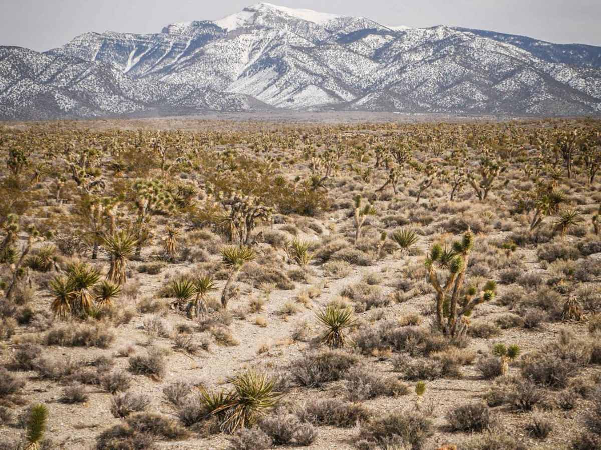 Joshua Tree Trail photo 2