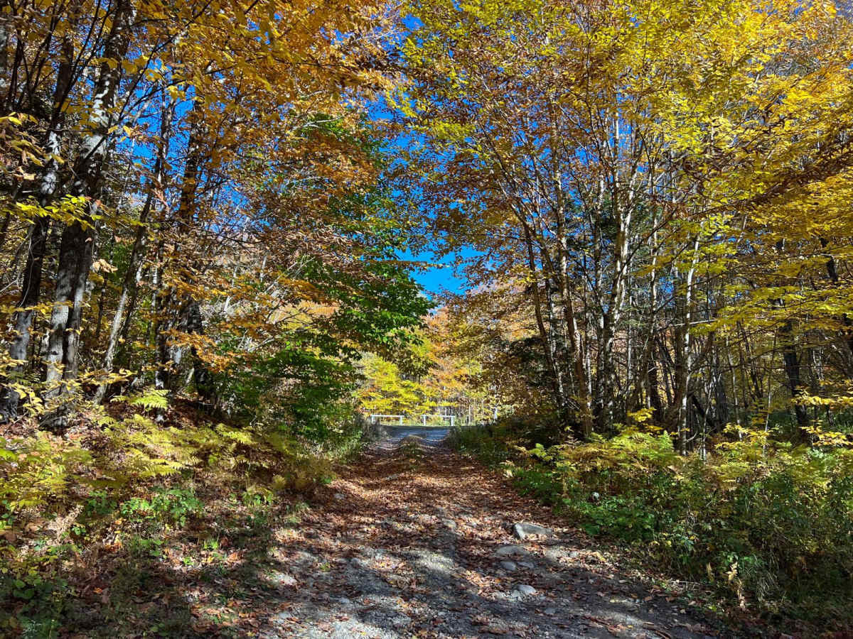 Gaudett Road to Black mountain photo 6